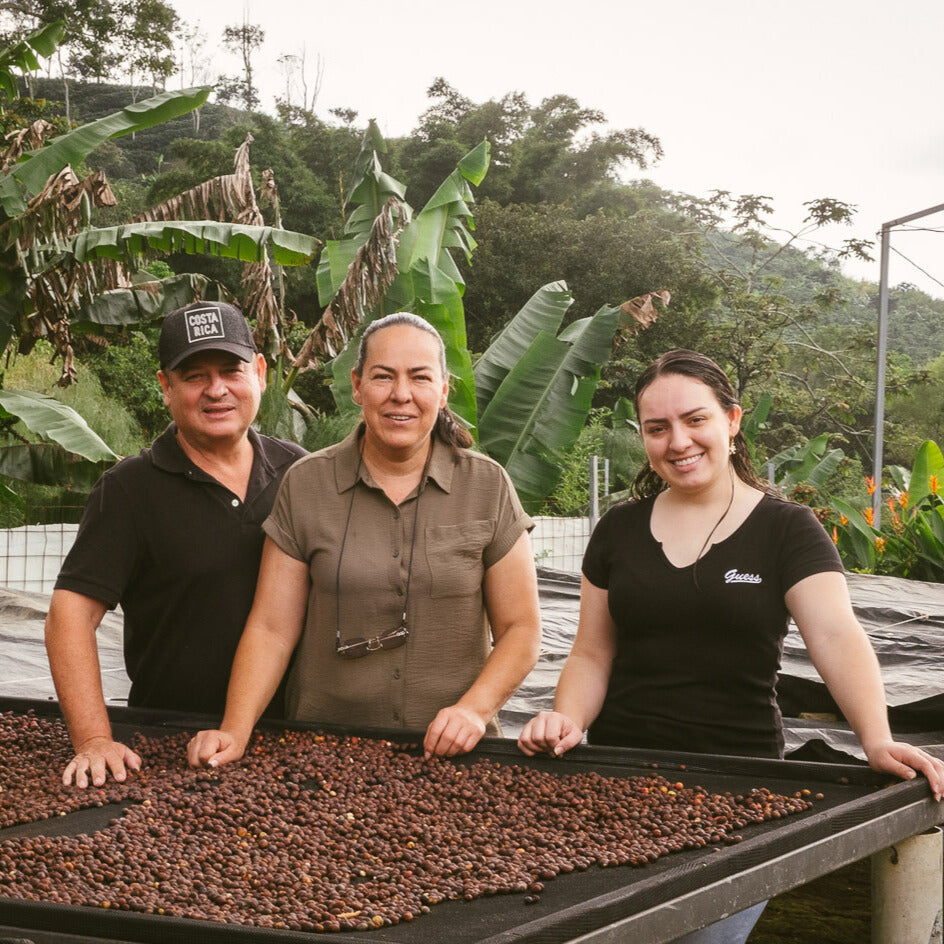 Costa Rica Perla Negra coffee producers drying coffee beans on a sunny farm in Costa Rica.