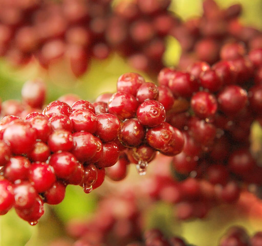 Brazil Fazenda Sertao temsili görseli