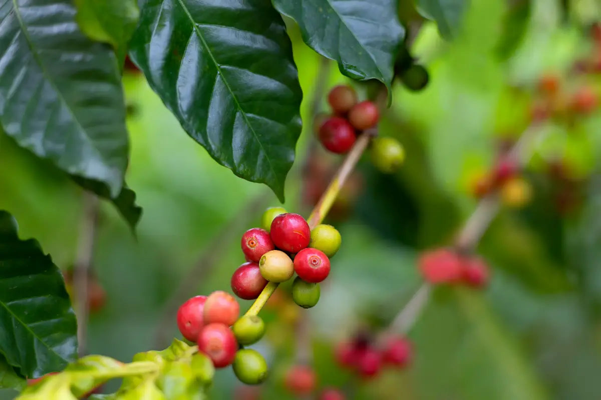Arabica Kahve Nedir? Lezzetin İnce Sırrı