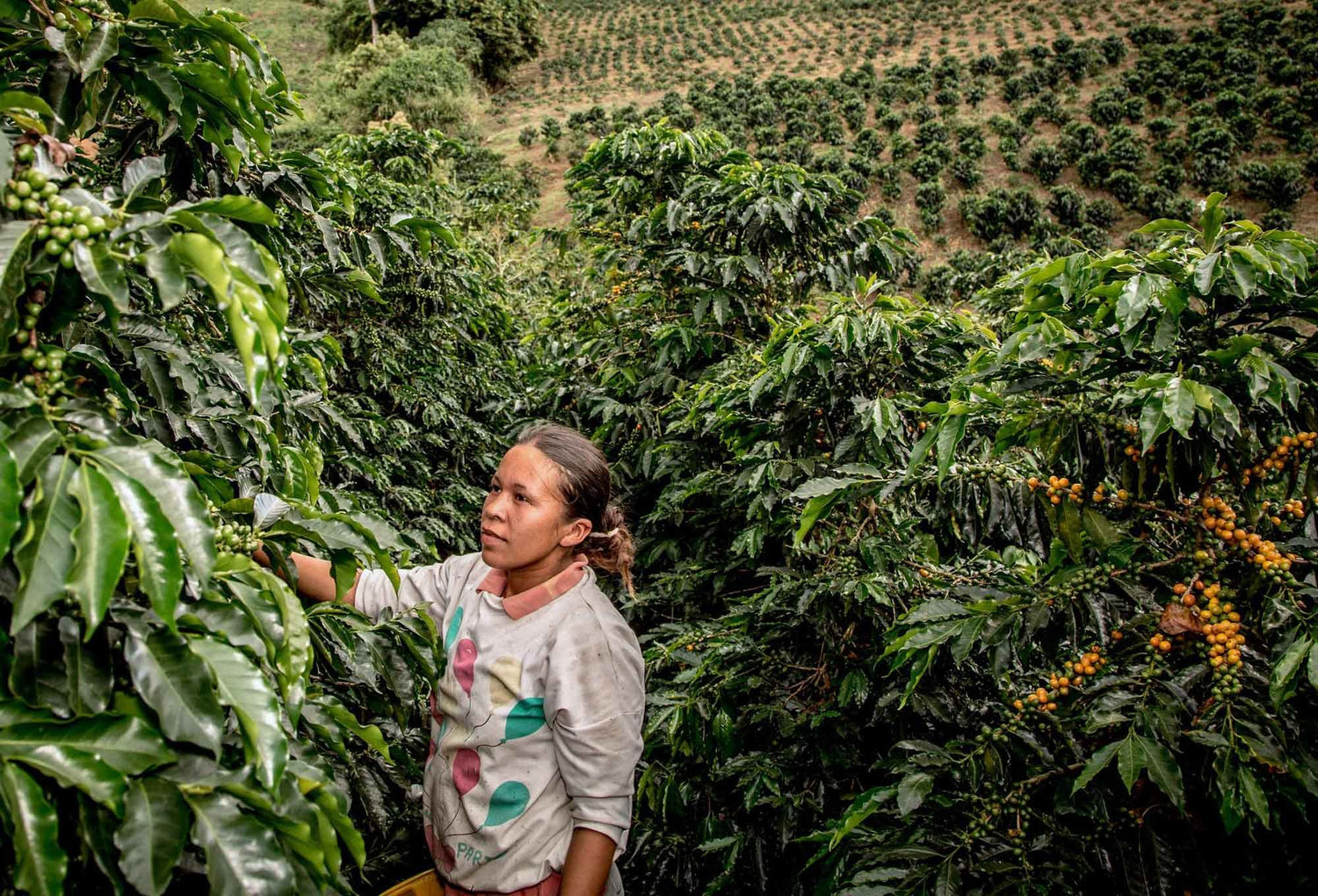 Colombia Cococentral