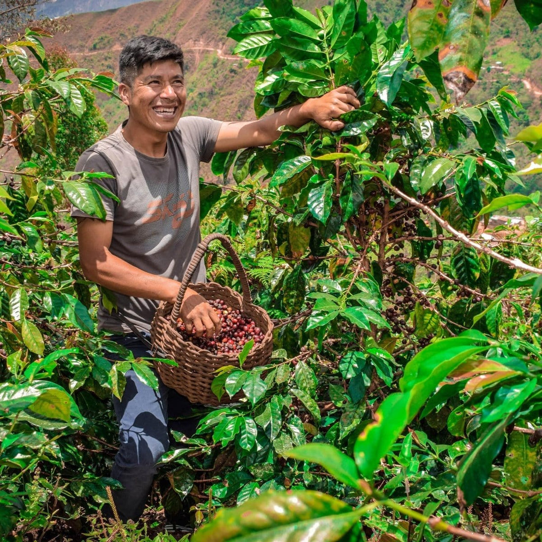 Peru Aprocassi Dark